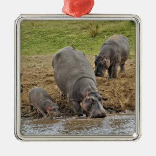 Hippopotamus, Hippopotamus amphibius, Serengeti Metal Ornament