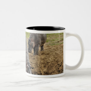 Hippopotamus, Hippopotamus amphibius, Serengeti Two-Tone Coffee Mug
