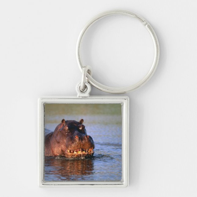 Hippopotamus in River Keychain (Front)