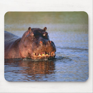 Hippopotamus in River Mouse Pad