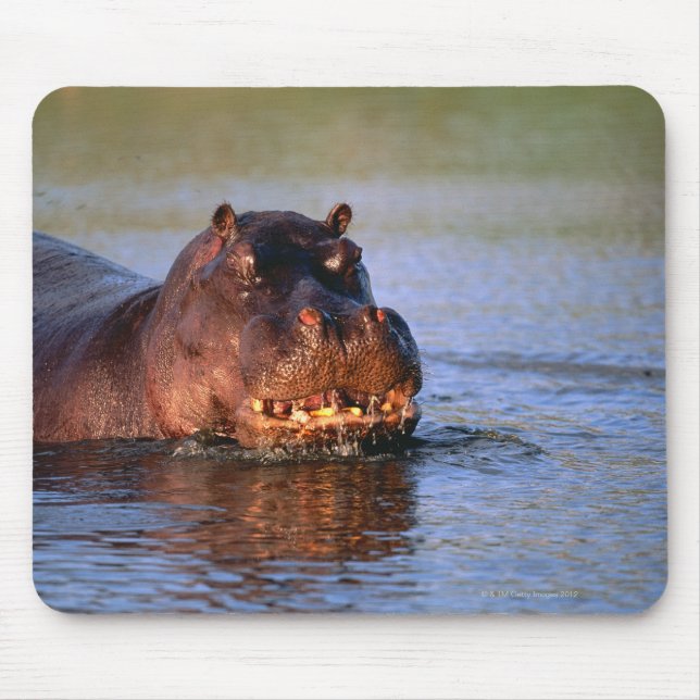 Hippopotamus in River Mouse Pad (Front)