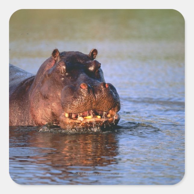 Hippopotamus in River Square Sticker (Front)