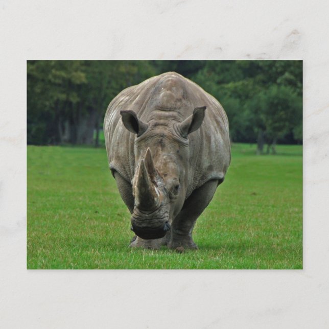 Hippopotamus postcard (Front)