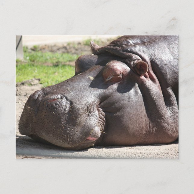 Hippopotamus Postcard (Front)