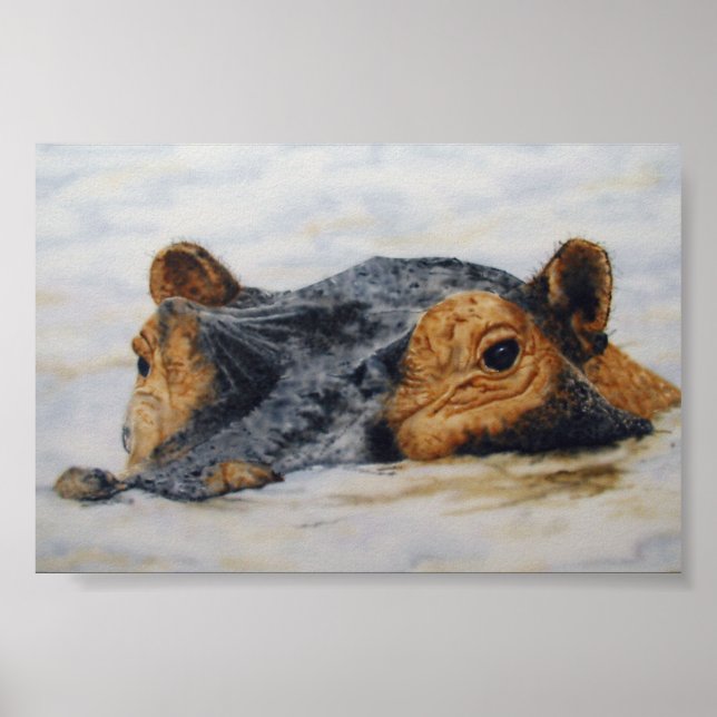 hippopotamus poster (Front)