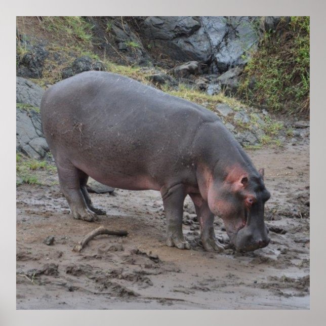 hippopotamus, poster (Front)
