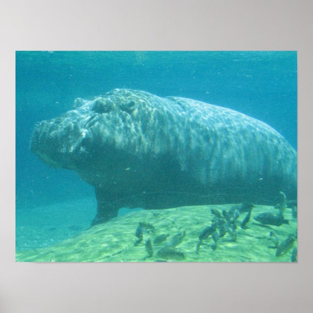 Hippopotamus Poster (Front)