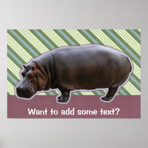 Hippopotamus Poster Print