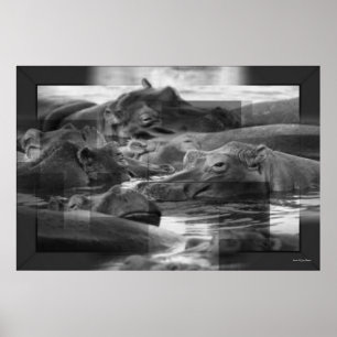 Hippopotamus Print
