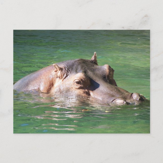 Hippopotamus Swimming On The Surface Postcard (Front)