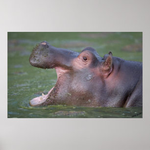 Hippopotamus VII Portrait Poster