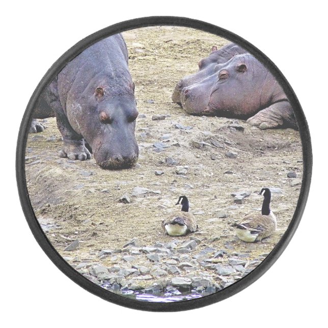 HIPPOS (Devant)