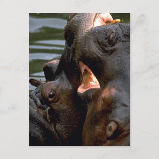 Hippos Fighting, Closeup Postcard (Front)