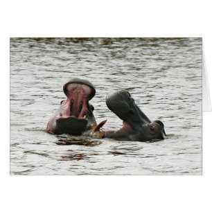 Hippos fooling around.