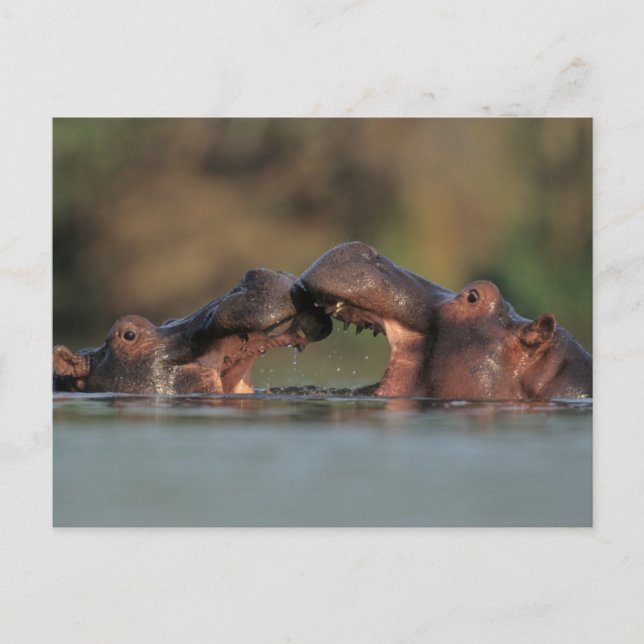 Hippos (Hippopotamus Amphibius) Wrestling Postcard (Front)
