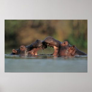 Hippos (Hippopotamus Amphibius) Wrestling Poster
