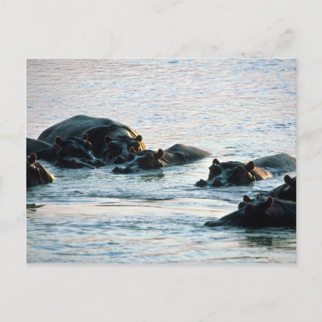 Hippos - Pod Relaxed In River At Twilight Postcard (Front)
