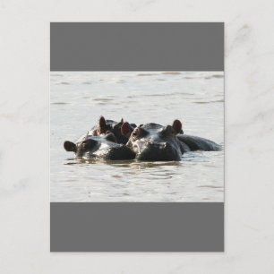 Hippos Postcard