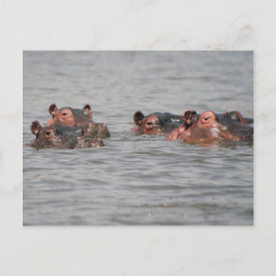 Hippos Postcard