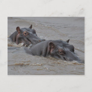 hippos postcard