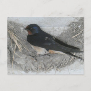 Hirondelle de la grange sur la carte postale do-it