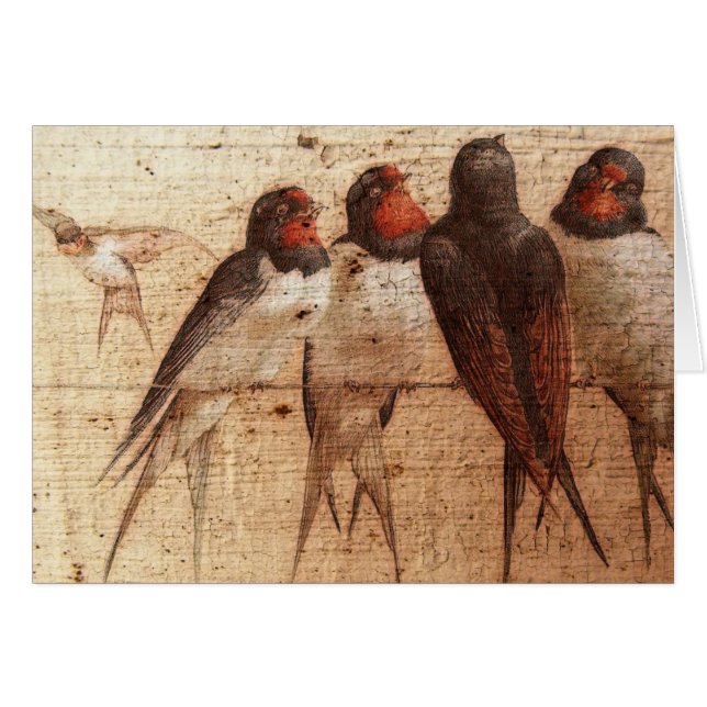 Hirondelles de grange (Devant horizontal)