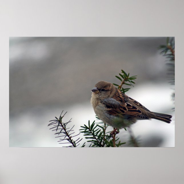 His Eye is on the Sparrow Poster (Front)