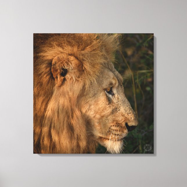 His Majesty African Lion Wrapped Canvas Print (Front)