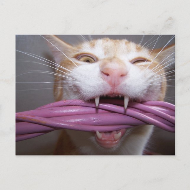 Hissed Postcard (Front)