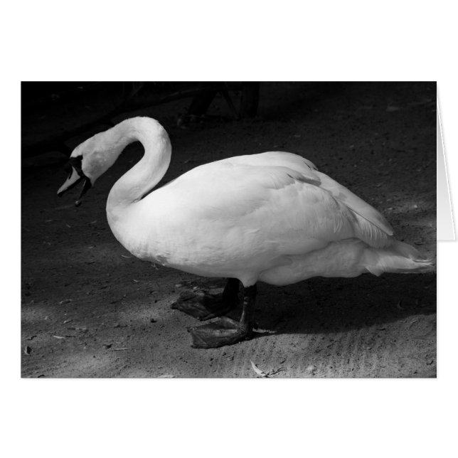 HiSSs (Front Horizontal)