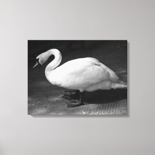 HiSSs Canvas Print