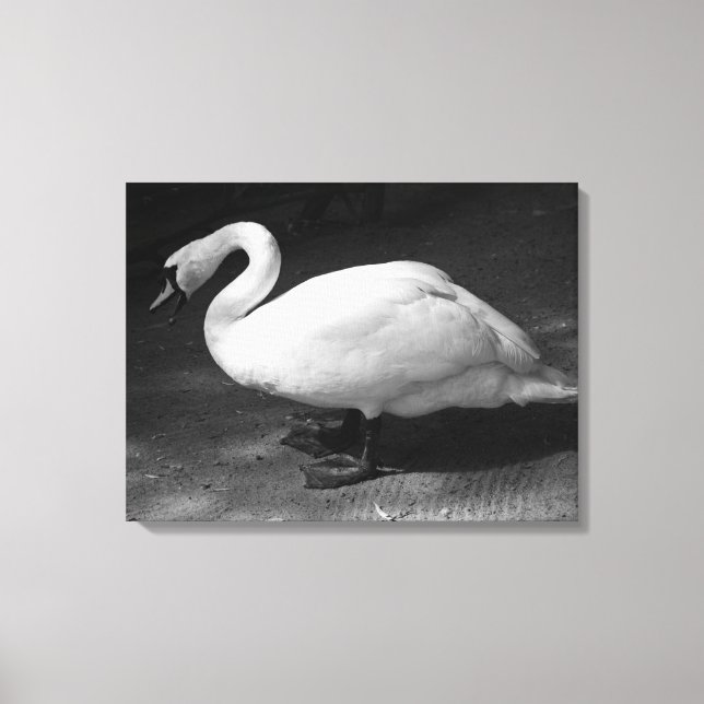 HiSSs Canvas Print (Front)