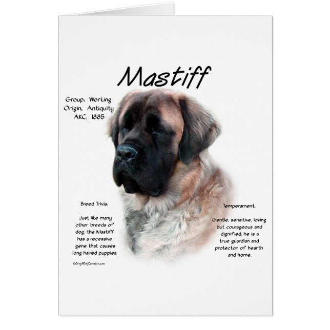 Histoire de l'Apricot Fluffy Mastiff (Devant)