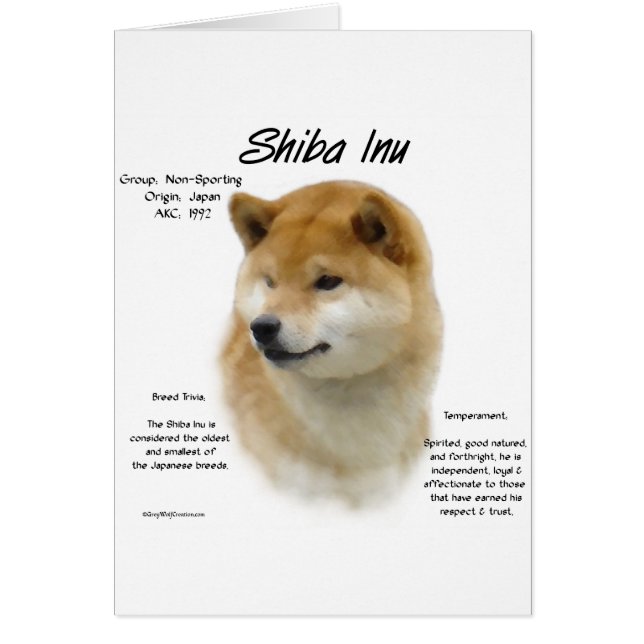 Histoire de Shiba Inu (Devant)