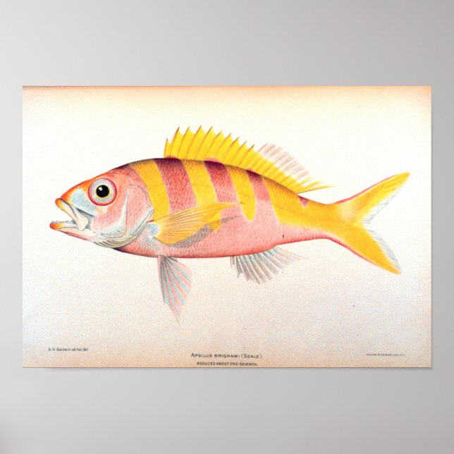 Historic Fisheries Poster (Front)