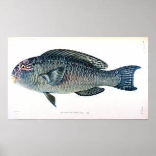 Historical Fish Study Poster