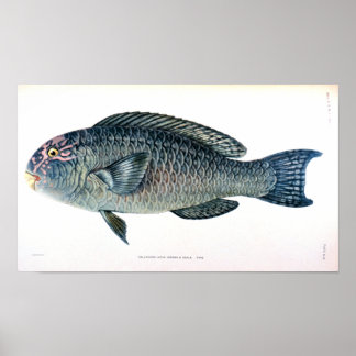 Historical Fish Study Poster