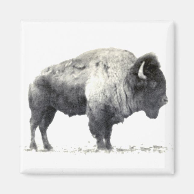 Historical Photograph of American Bison Magnet (Front)