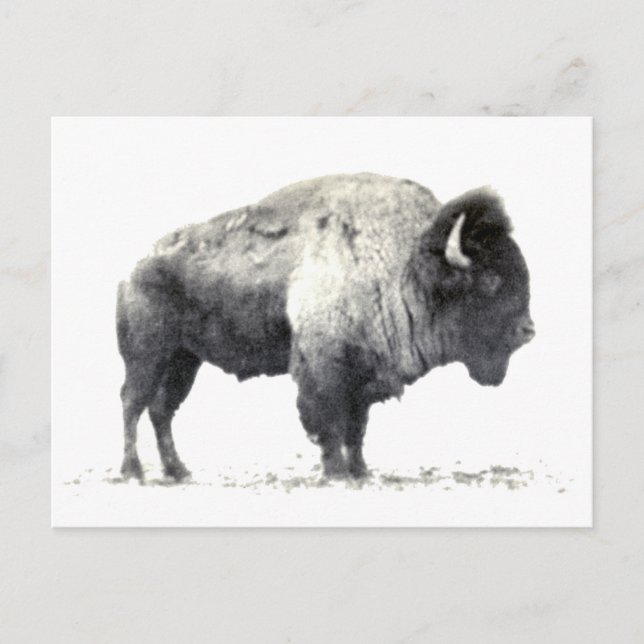 Historical Photograph of American Bison Postcard (Front)