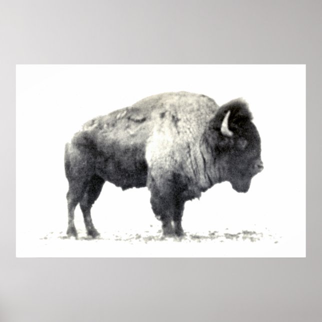 Historical Photograph of American Bison Poster (Front)