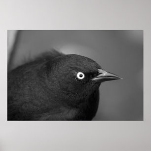 Hitchcock scary bird poster