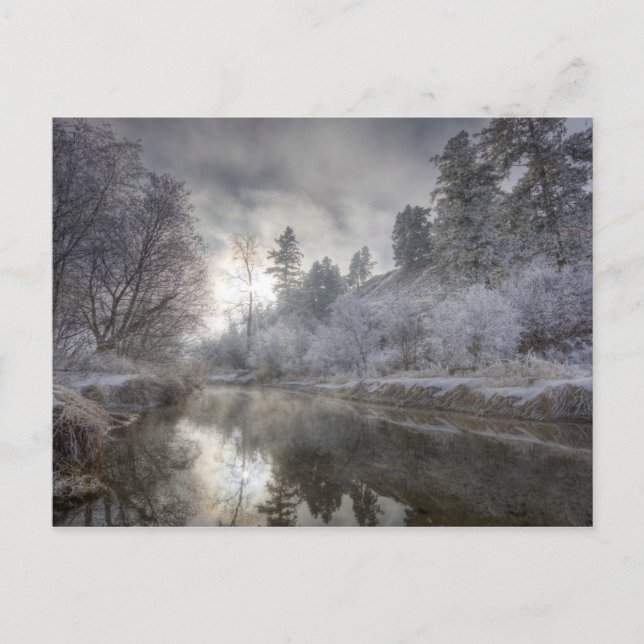 Hoarfrost along a slough at the Kelly Island Postcard (Front)