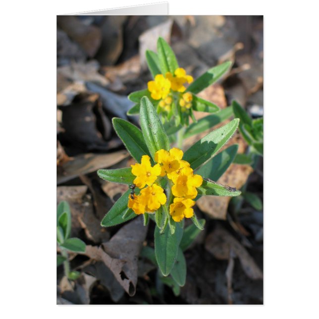 Hoary Puccoon (Front)
