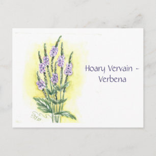 Hoary Vervain-Verbena Post Card