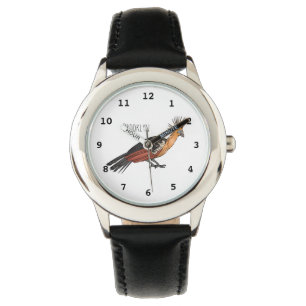 Hoatzin bird cartoon illustration watch