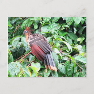Hoatzin "Stinky Turkey" Pastaza River, Ecuadorean Postcard