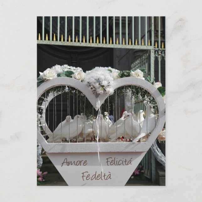 Hochzeits Tauben warten auf das Brautpaar Postcard (Front)