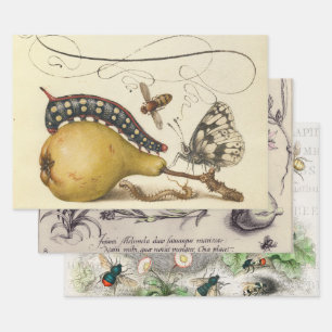Hoefnagel Vintage Pear & Insects 1500s Renaissance Wrapping Paper Sheet