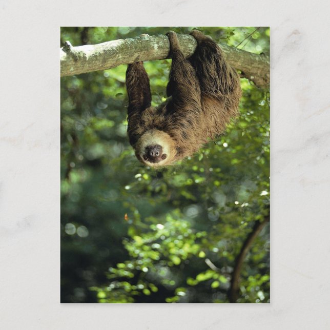 Hoffmann's two-toed sloth postcard (Front)