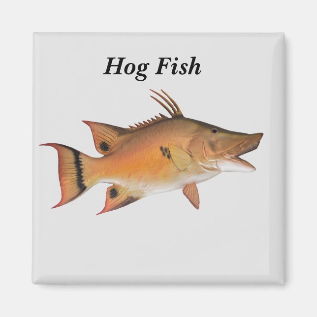 Hog Fish Fish Magnet (Front)
